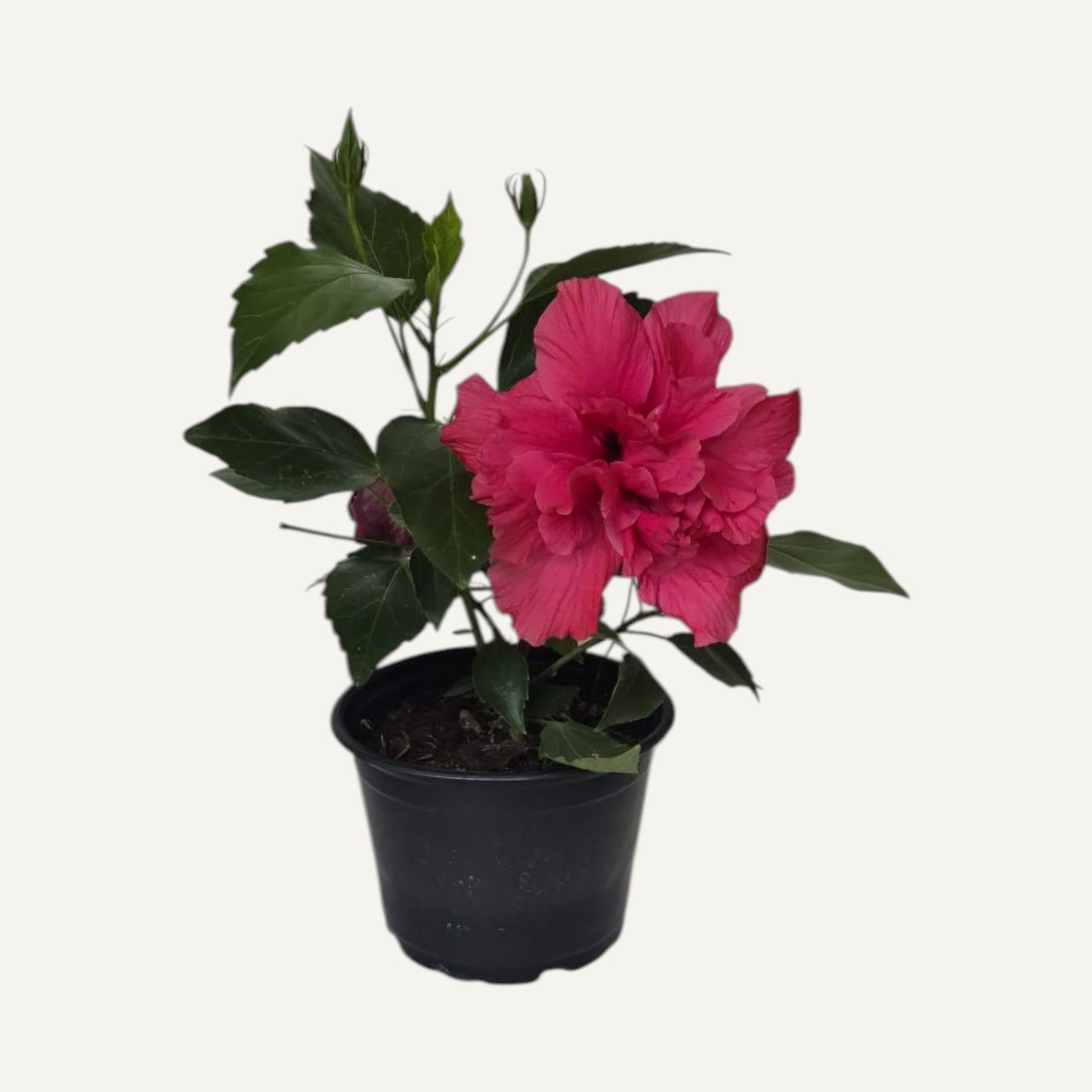 Hibiscus Ciclam Batut