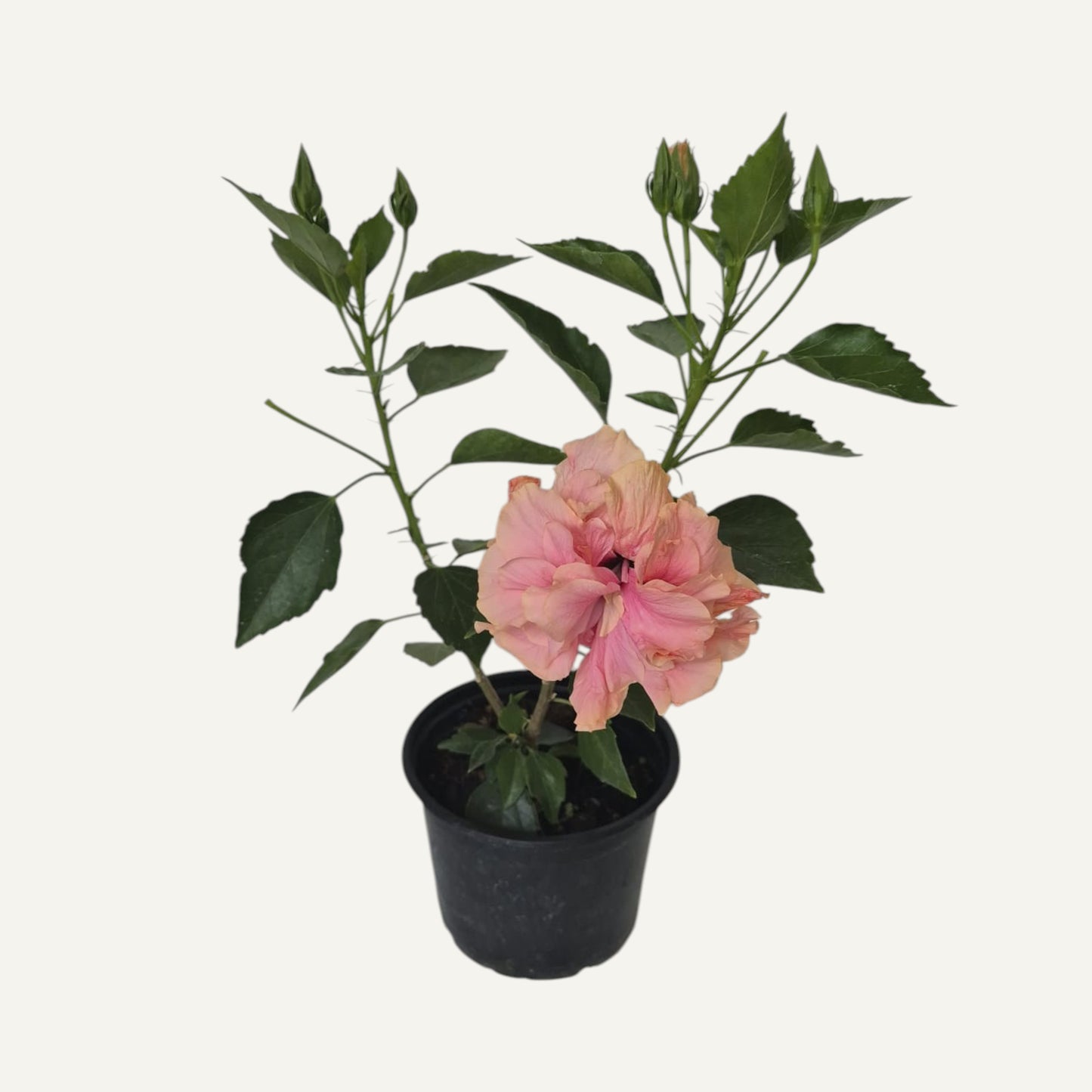 Hibiscus Roz Batut