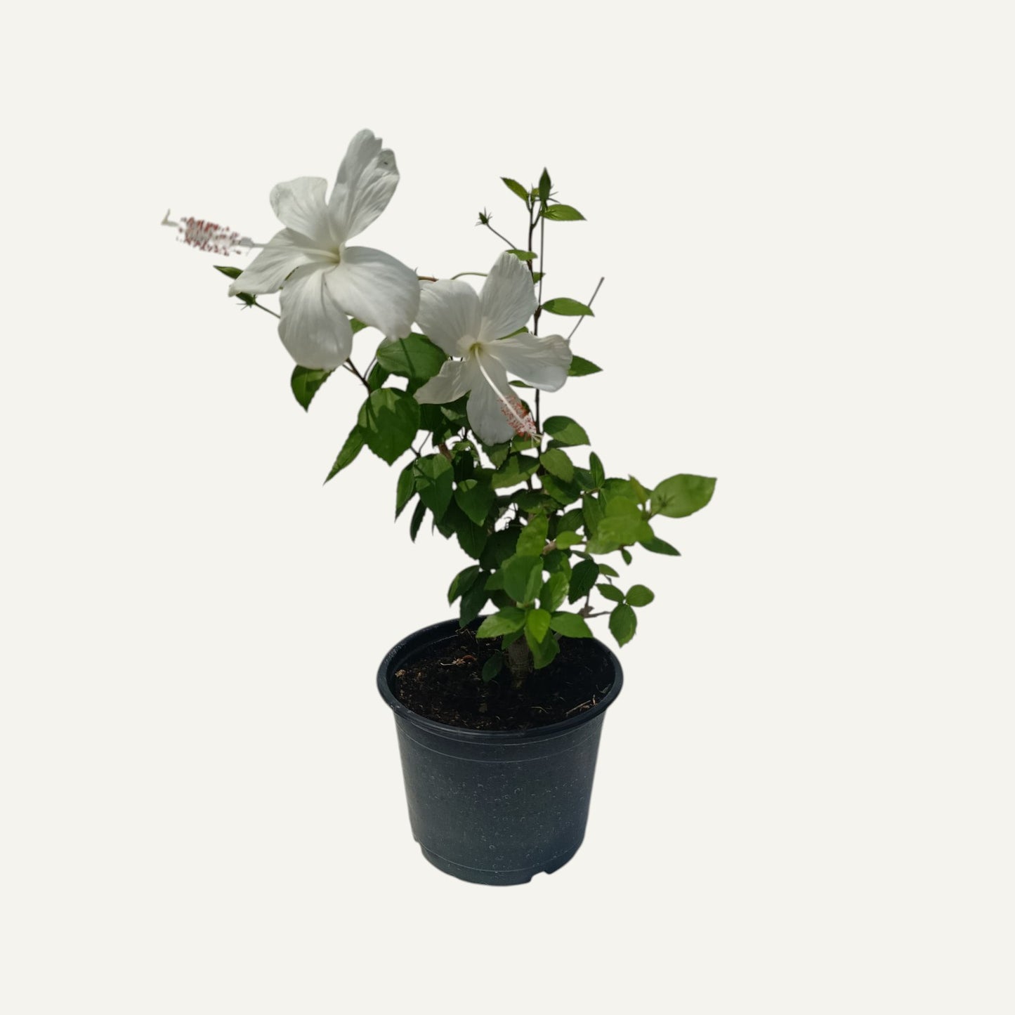 Hibiscus Alb Fiji