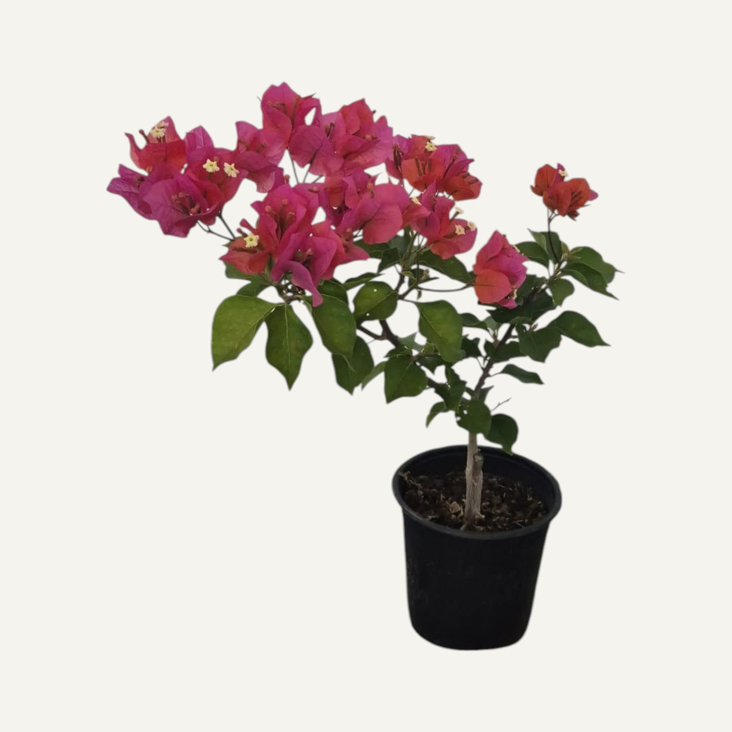 Floare De Hartie(Bougainvillea)