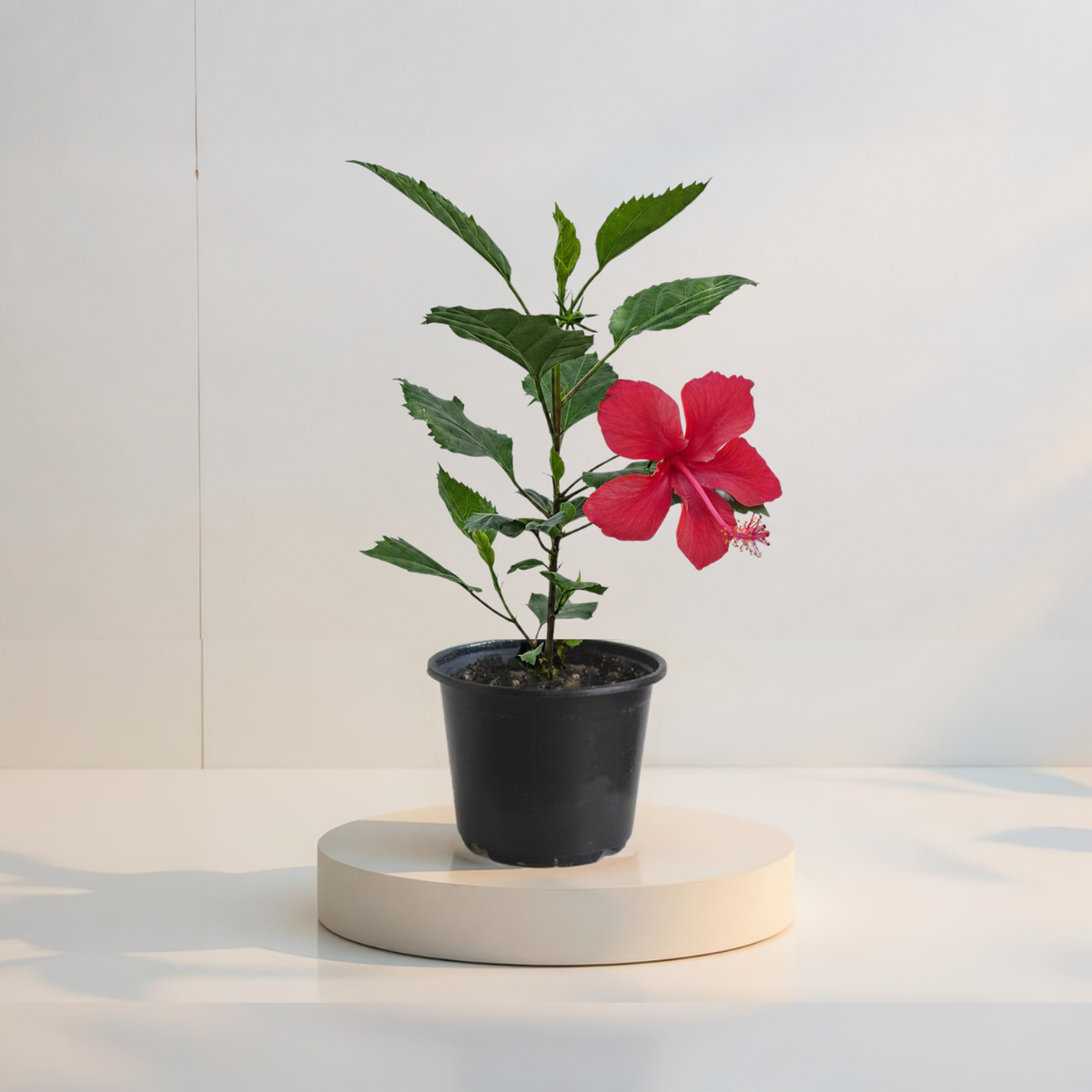 Hibiscus Tropical Red Star