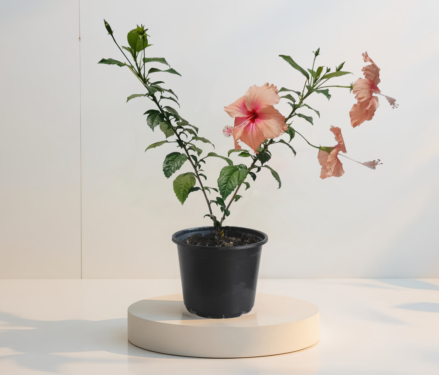 Hibiscus Dainty Pink