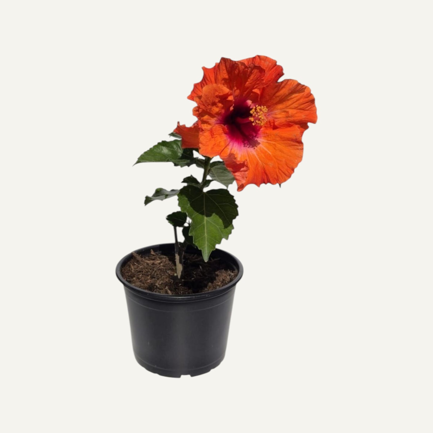 Hibiscus portocaliu bicolor 2