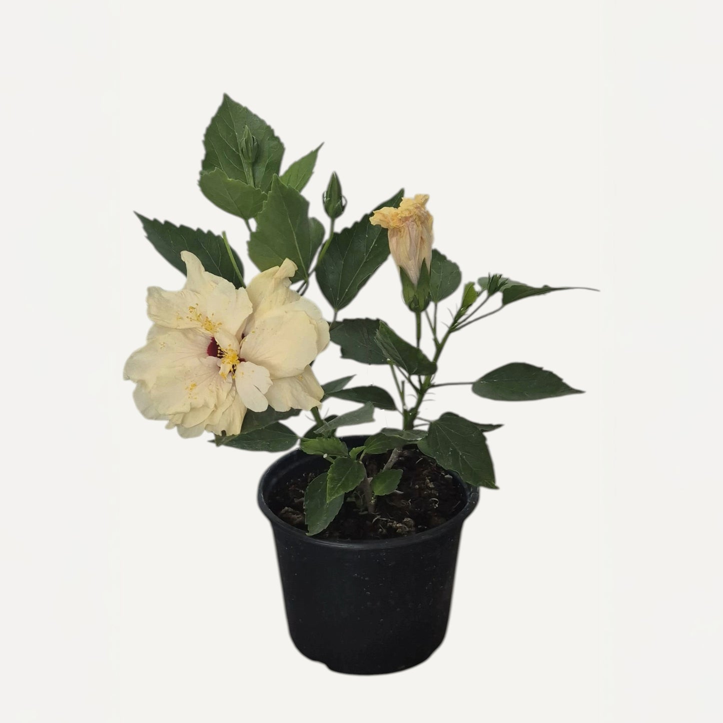 Hibiscus Alb Batut