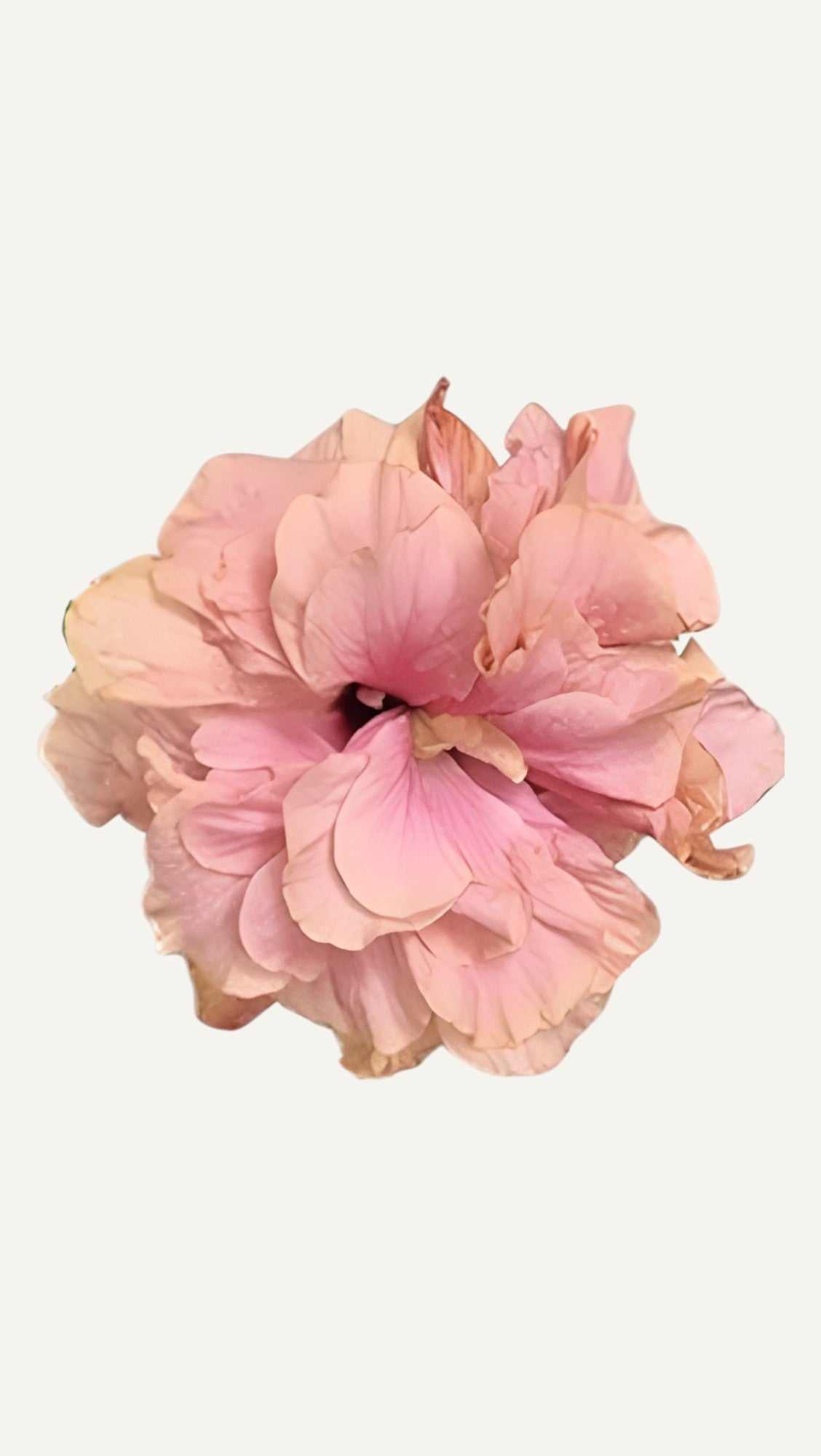 Hibiscus Roz Batut (trandafir japonez) in ghiveci de 13 cm - flori decorative