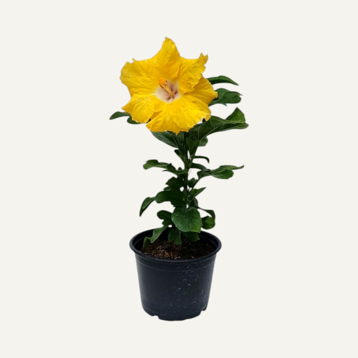 Hibiscus tropical galben