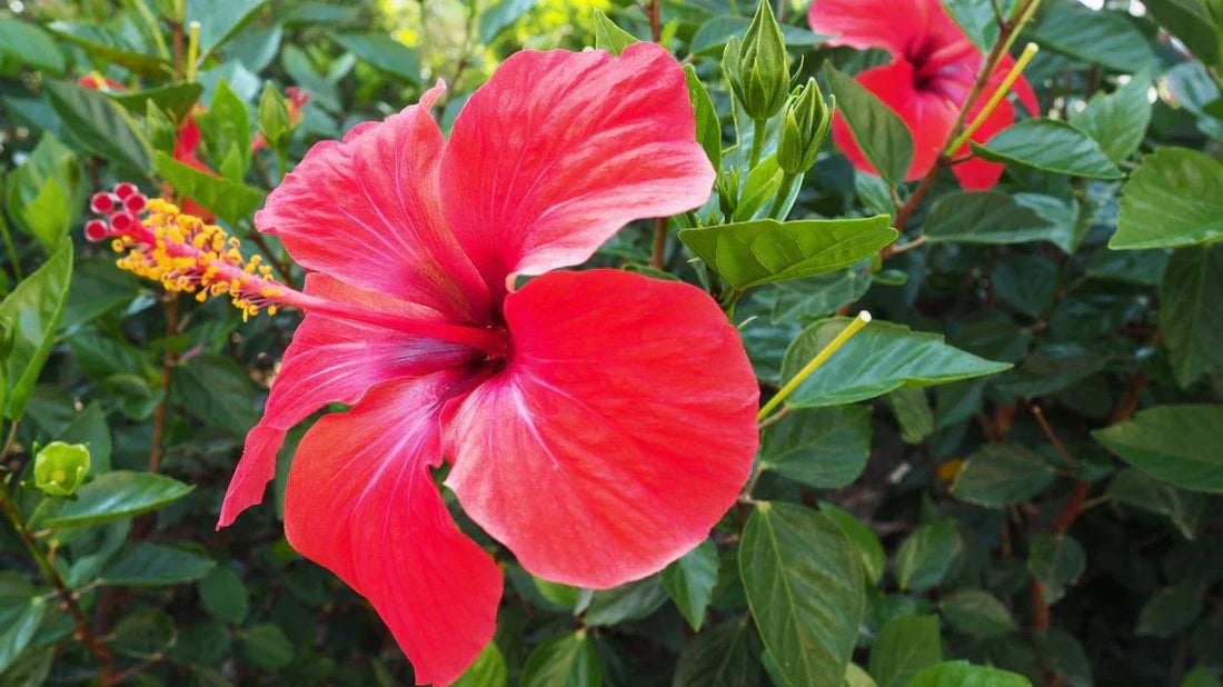 ingrijire hibiscus(trandafir japonez)