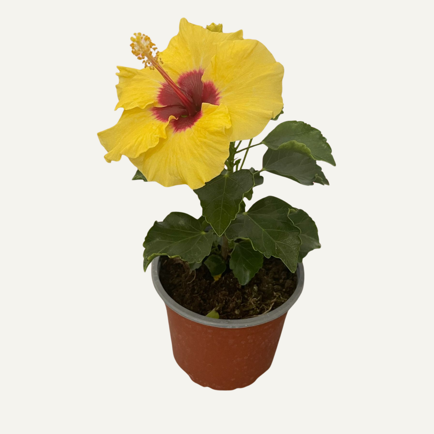 Hibiscus galben bicolor 3