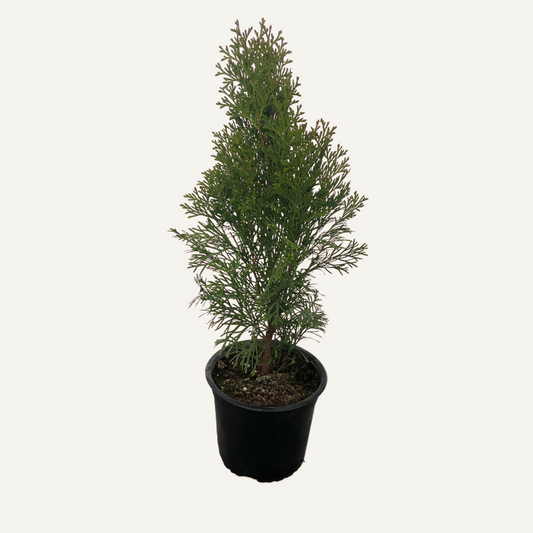 Thuja smaragd crescuta la ghiveci