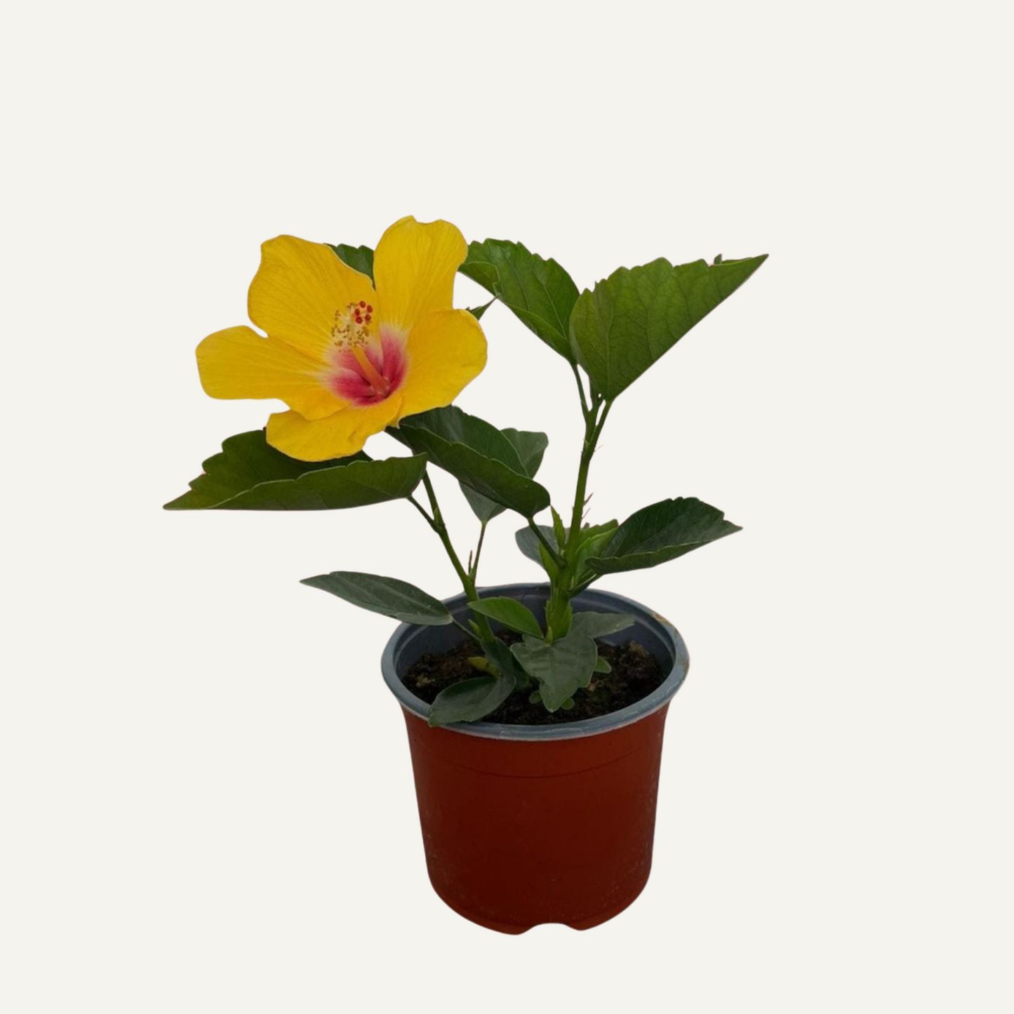 Hibiscus Galben Bicolor 2