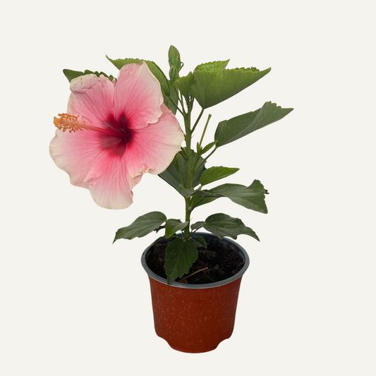 Hibiscus roz bicolor