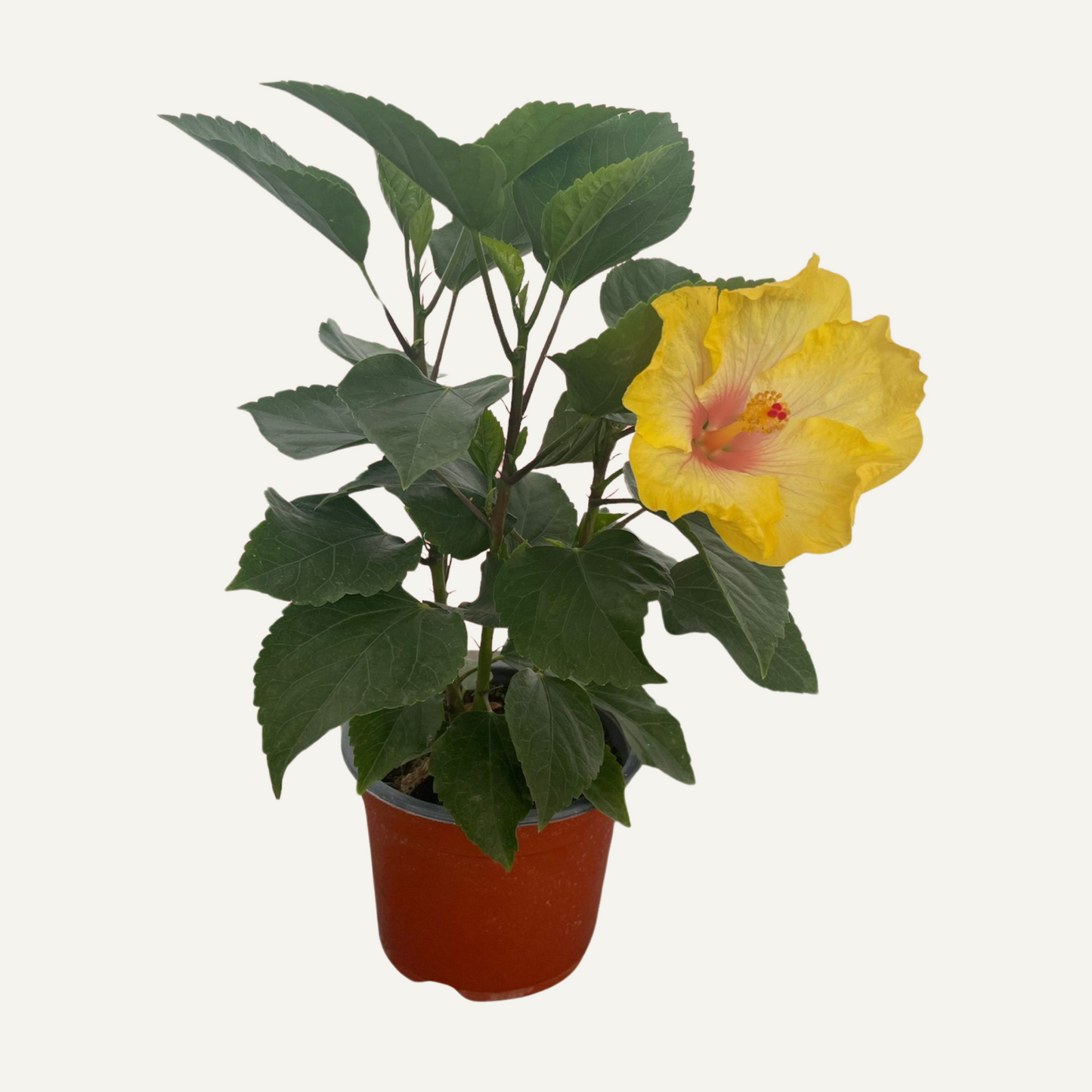 Hibiscus Galben Bicolor 1