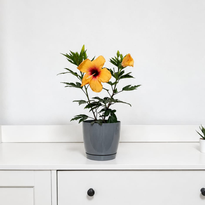 Hibiscus Tropical Hawaii-Sunset  (trandafir japonez hibrid) in ghiveci de 13 cm - flori decorative