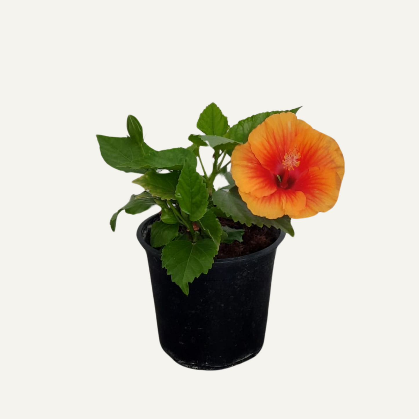 Hibiscus Portocaliu Bicolor