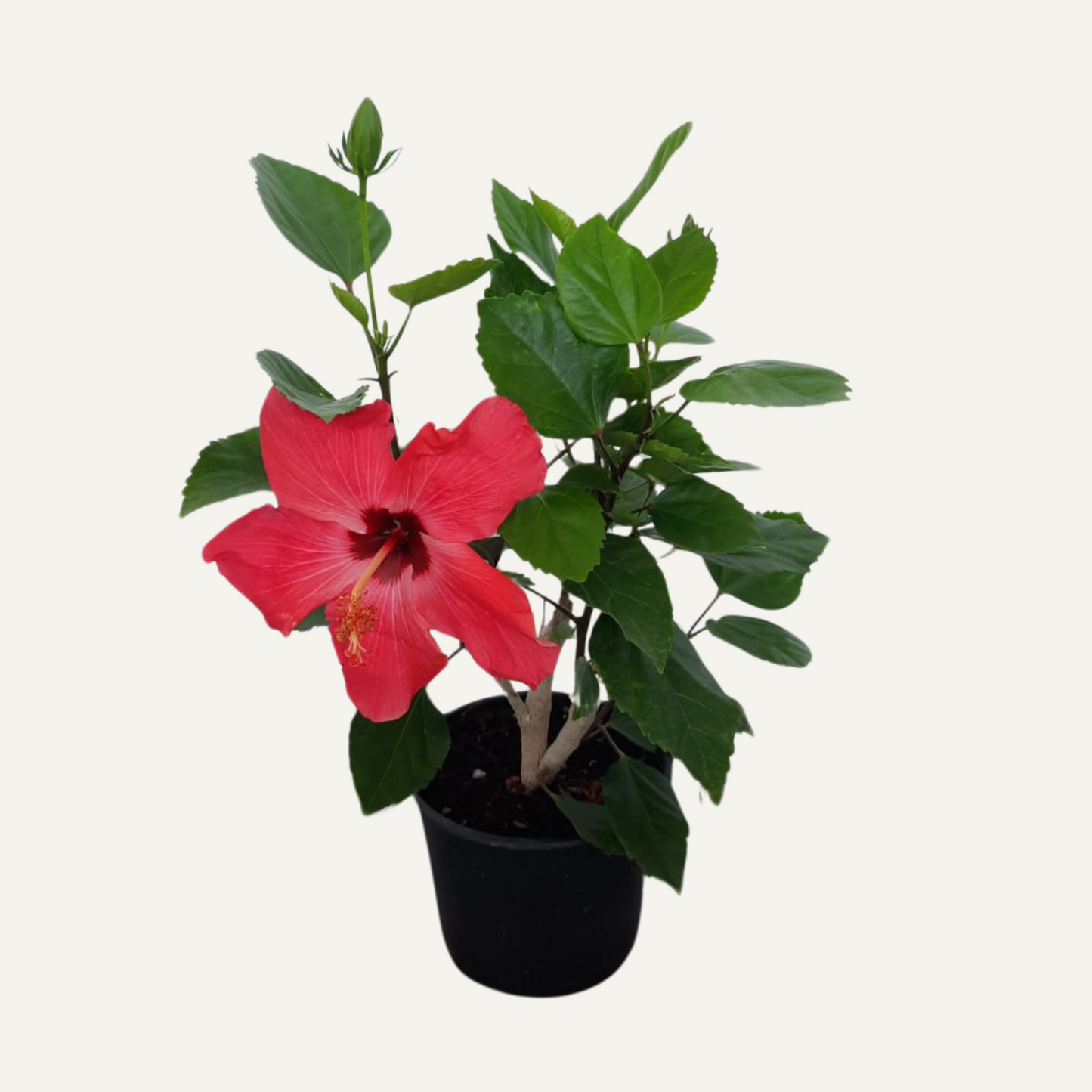 Hibiscus Ciclam Simplu