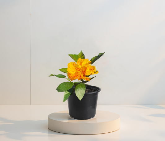 Hibiscus Galben Batut Koenig  (trandafir japonez) in ghiveci de 13 cm - flori decorative