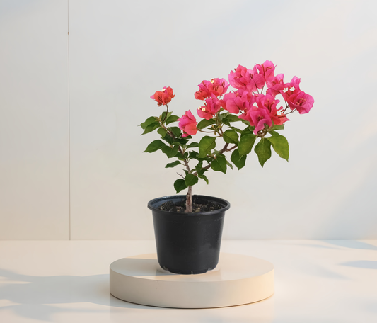 Floare De Hartie(Bougainvillea)