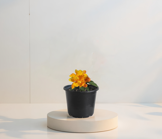 Hibiscus Galben Batut Koenig