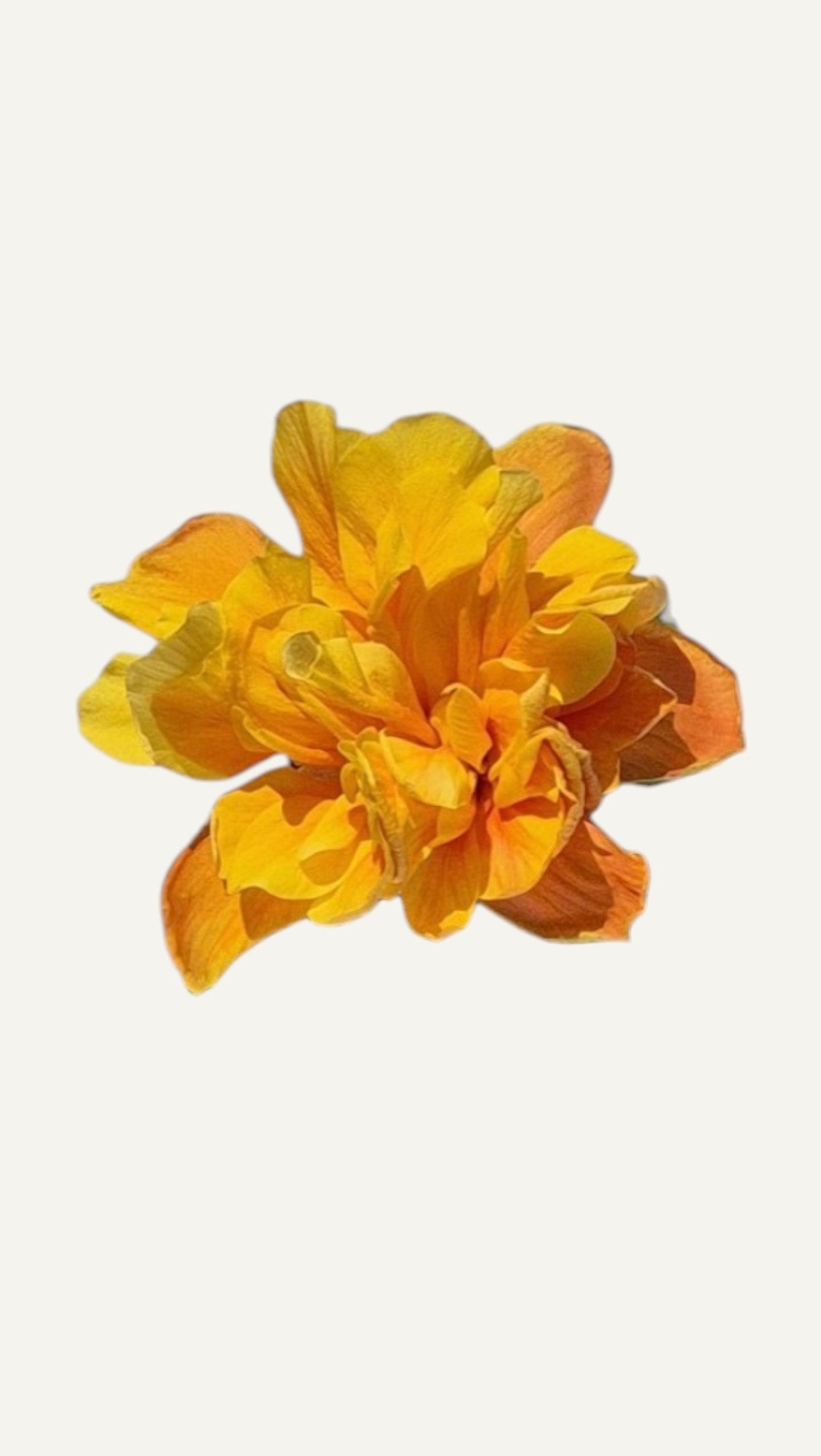 Hibiscus Galben Batut Koenig  (trandafir japonez) in ghiveci de 13 cm - flori decorative