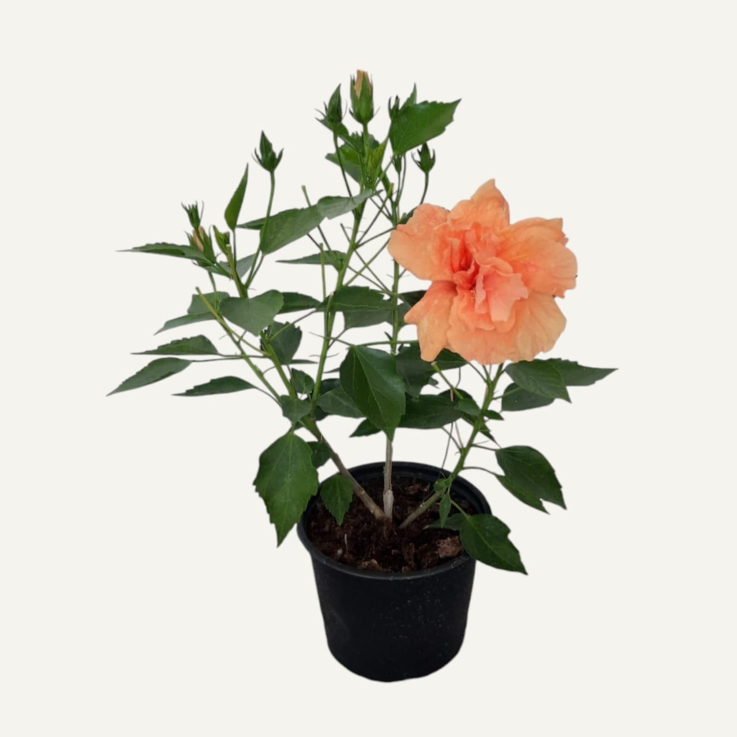 Hibiscus Portocaliu Batut