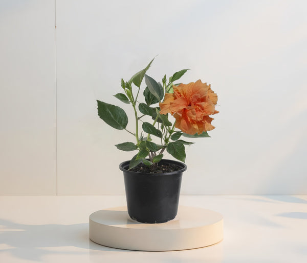 Hibiscus Portocaliu Batut