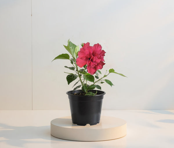 Hibiscus Ciclam Batut