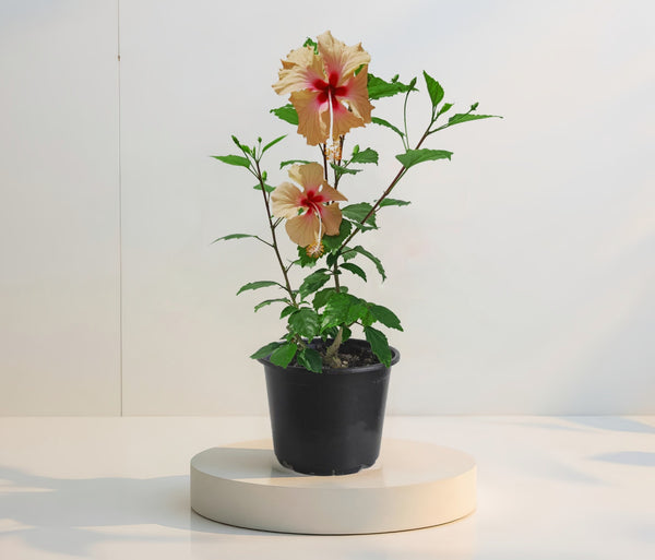 Hibiscus Dainty Cream