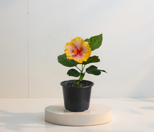 Hibiscus Tropical Miami-Flame