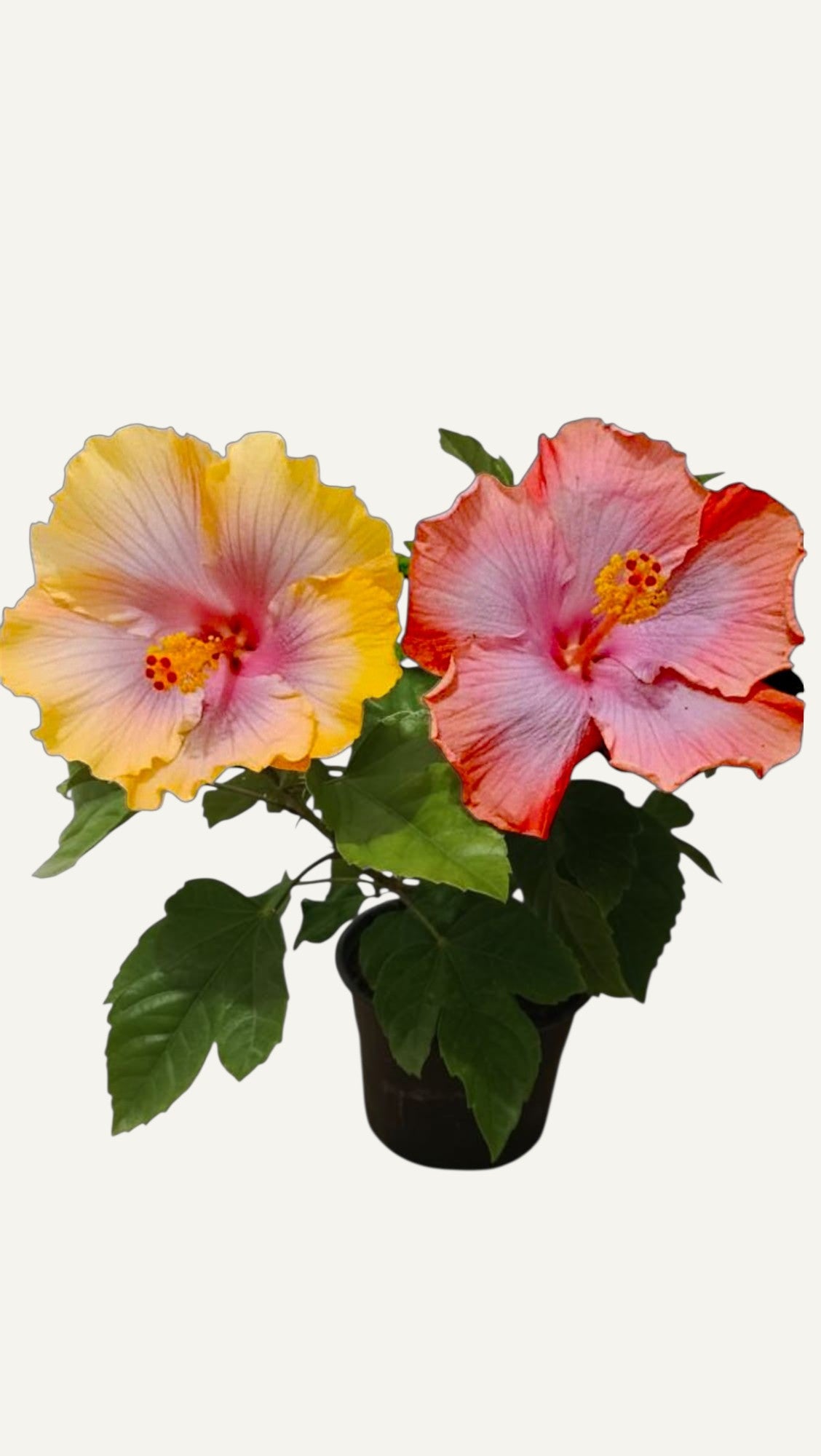 Hibiscus Tropical Miami-Flame  (trandafir japonez hibrid) in ghiveci de 13 cm - flori decorative