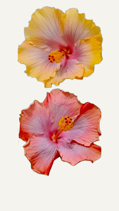 Hibiscus Tropical Miami-Flame  (trandafir japonez hibrid) in ghiveci de 13 cm - flori decorative
