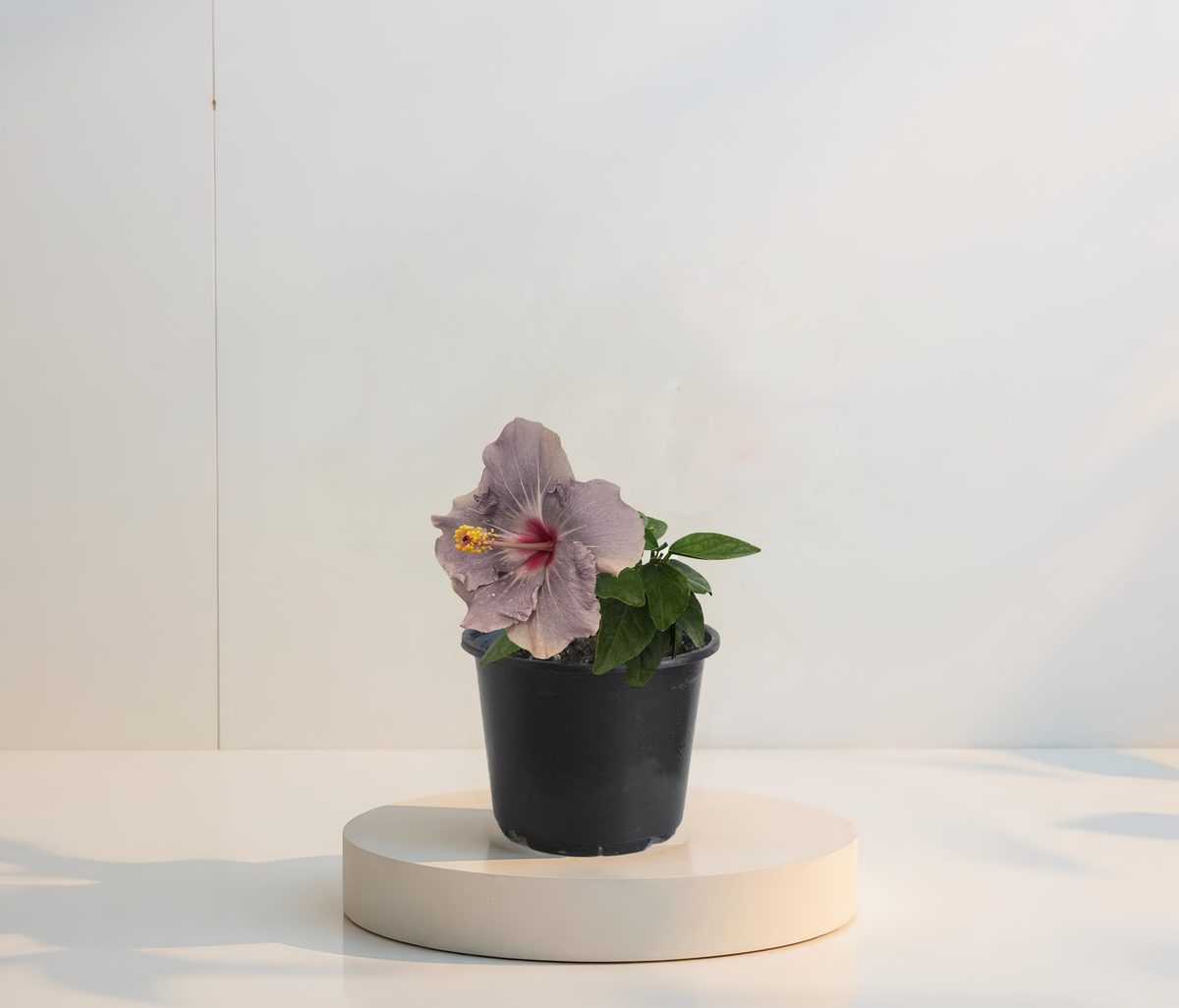 Hibiscus Mov  (trandafir japonez) in ghiveci de 13 cm - flori decorative