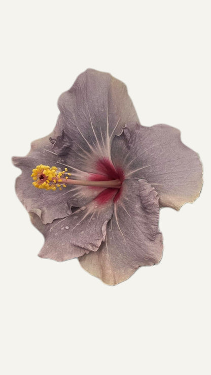 Hibiscus Mov  (trandafir japonez) in ghiveci de 13 cm - flori decorative