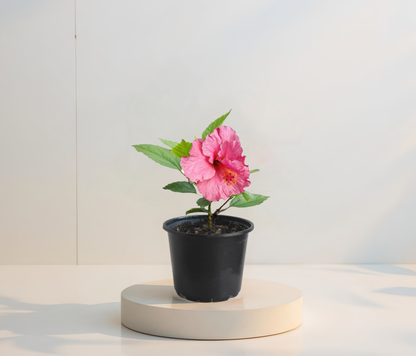 Hibiscus Roz Simplu  (trandafir japonez) in ghiveci de 13 cm - flori decorative