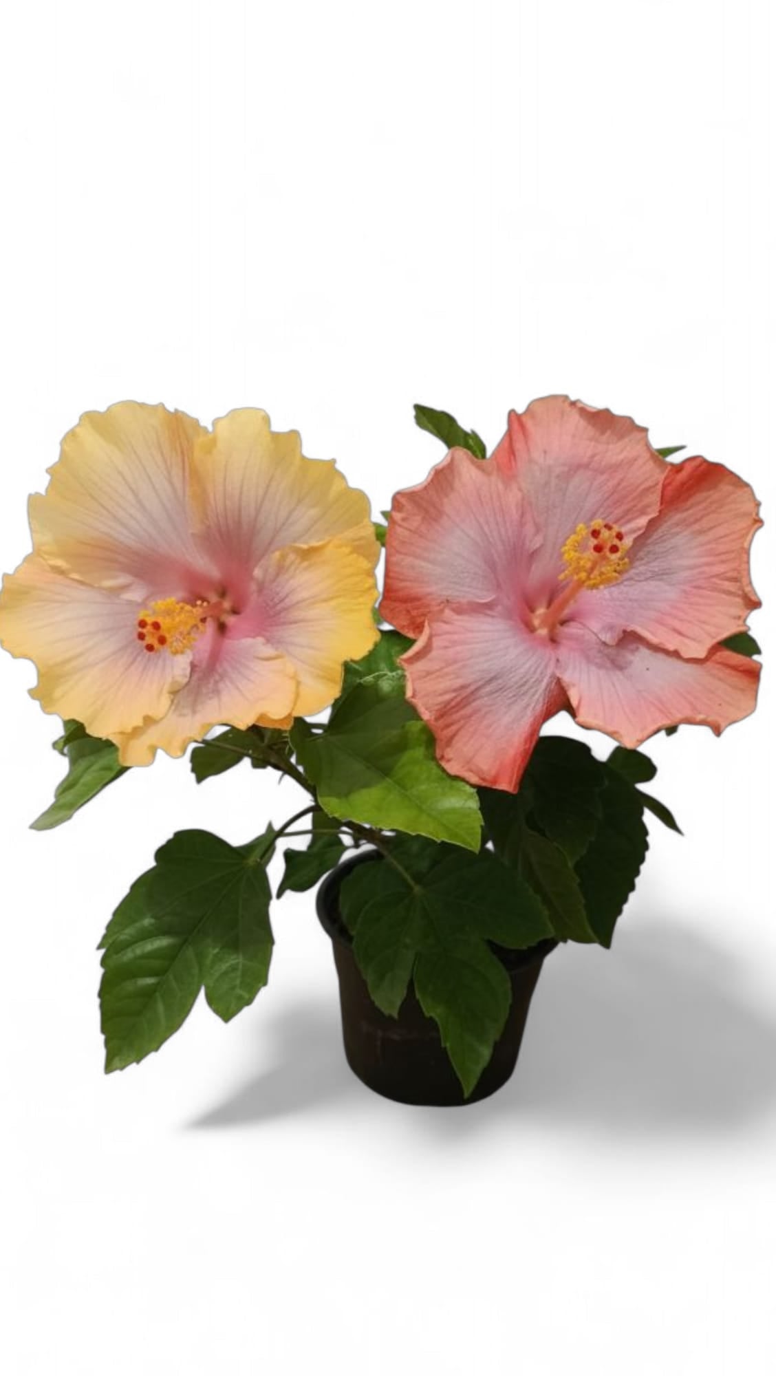 Hibiscus Tropical Miami-Flame
