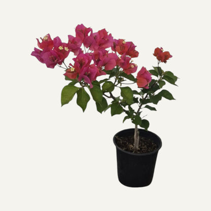 Floare De Hartie(Bougainvillea)