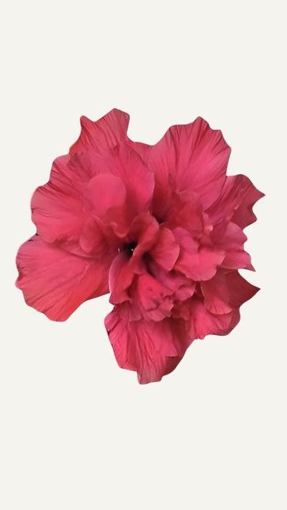 Hibiscus Ciclam Batut  (trandafir japonez) in ghiveci de 13 cm - flori decorative