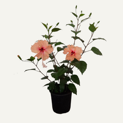 Hibiscus Dainty Cream