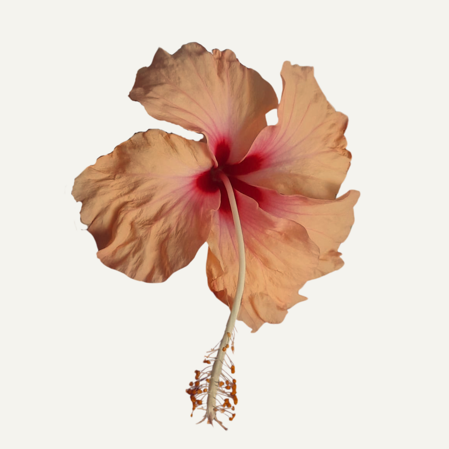 Hibiscus Dainty Cream