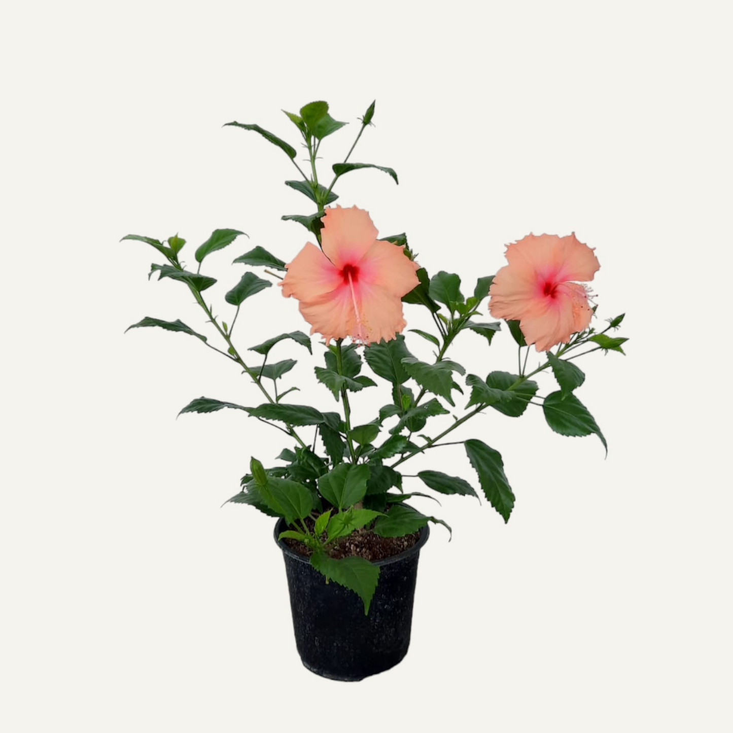 Hibiscus Dainty Pink