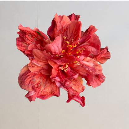 Hibiscus Tropical Ruby (trandafir japonez) in ghiveci de 13 cm - flori decorative