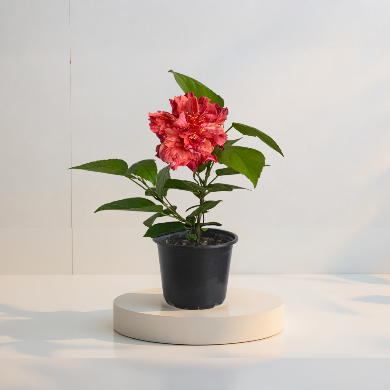 Hibiscus Tropical Ruby (trandafir japonez) in ghiveci de 13 cm - flori decorative