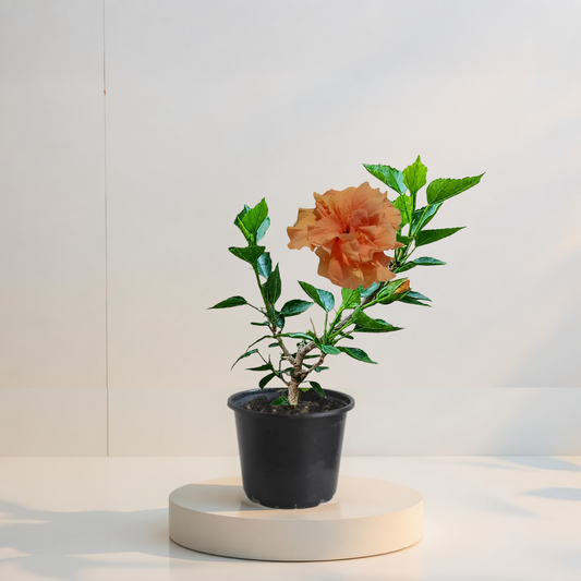 Hibiscus Portocaliu Batut-varsta 2 ani (trandafir japonez) in ghiveci de 15 cm - flori decorative