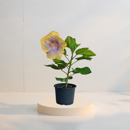 Hibiscus Tropical Miami-Flame  (trandafir japonez hibrid) in ghiveci de 13 cm - flori decorative