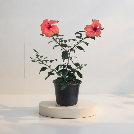 Hibiscus Dainty Pink  (trandafir japonez) in ghiveci de 13 cm - flori decorative