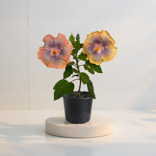 Hibiscus Tropical Miami-Flame  (trandafir japonez hibrid) in ghiveci de 13 cm - flori decorative