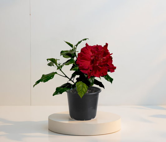Hibiscus Rosu Batut