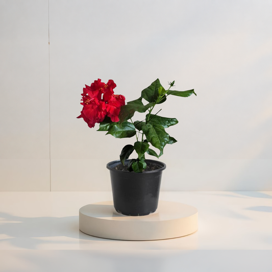 Hibiscus Rosu Batut  (trandafir japonez) in ghiveci de 13 cm - flori decorative