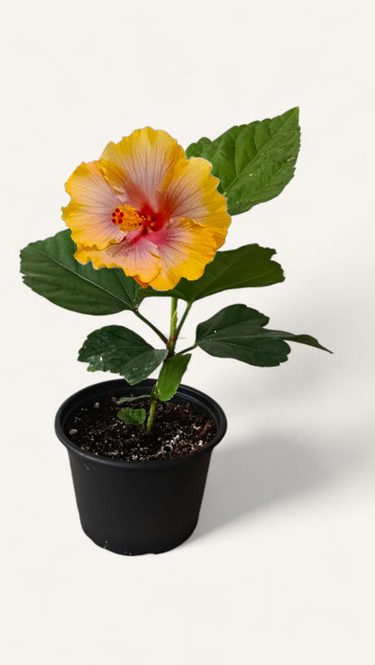 Hibiscus Tropical Miami-Flame