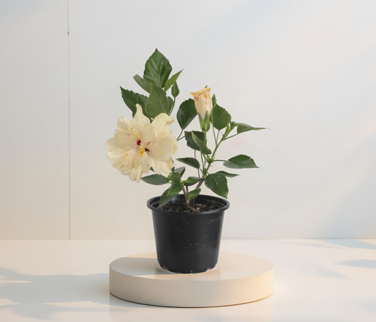 Hibiscus Alb Batut