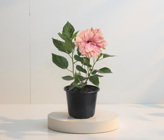 Hibiscus Roz Batut